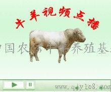 国产牛牛在线,创新游戏体验,引领休闲娱乐新潮流
